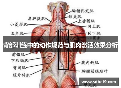 背部训练中的动作规范与肌肉激活效果分析